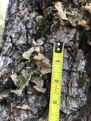 Lobarina scrobiculata