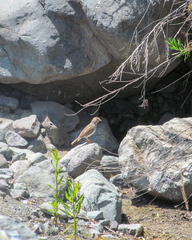 Rhopospina alaudina