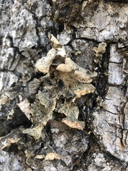 Lobarina scrobiculata