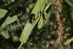 Calliphoridae