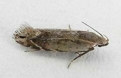 Battaristis concinnusella