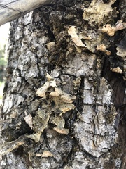 Lobarina scrobiculata