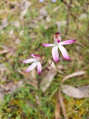 Caladenia moschata