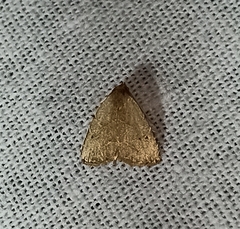 Anachrostis