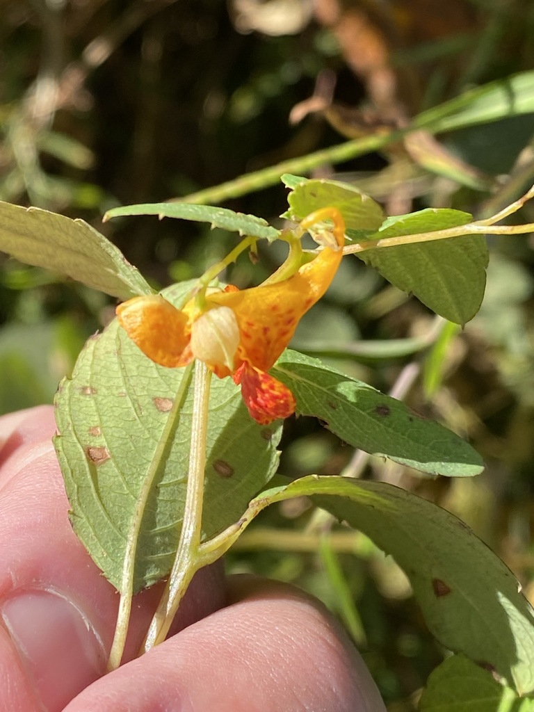 common jewelweed from Co. Rd. 139 near Dry Branch, Lauderdale County