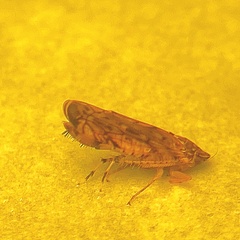 Scaphoideus