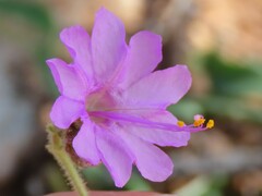 Mirabilis linearis