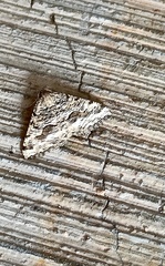 Frederickia s-signata