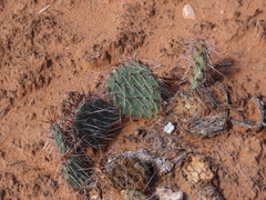 Opuntia tortispina