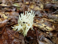 Ramariopsis kunzei image