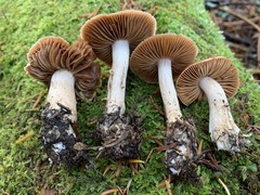 Cortinarius biformis