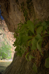 Primula pauciflora zionensis