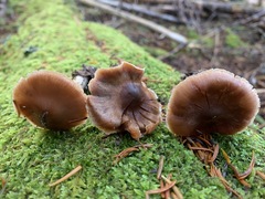 Cortinarius biformis