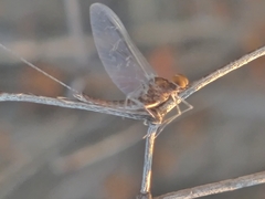 Baetidae