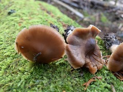 Cortinarius biformis