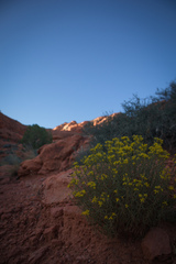 Gutierrezia sarothrae