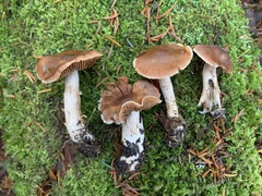 Cortinarius biformis