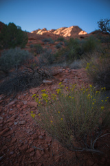 Gutierrezia sarothrae