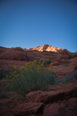 Gutierrezia sarothrae