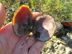 Cyclonaias tuberculata