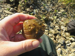 Cyclonaias tuberculata