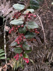 Gaultheria