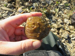 Cyclonaias tuberculata