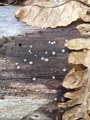 Helicogloea compressa