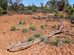 Yucca angustissima
