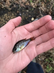 Lepomis microlophus