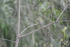 Empidonax hammondii
