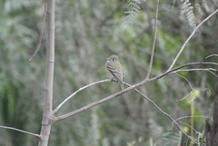 Empidonax hammondii