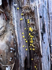 Calycina citrina