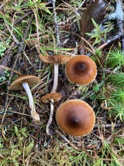 Cortinarius fulvescens