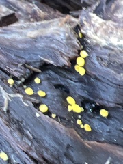 Calycina citrina