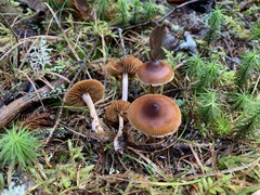 Cortinarius fulvescens