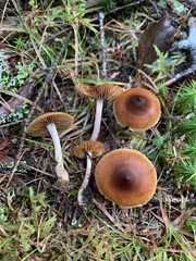 Cortinarius fulvescens
