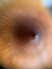 Cortinarius fulvescens