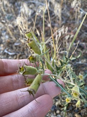 Mentzelia multiflora