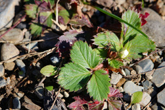 Fragaria virginiana