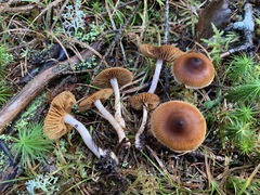 Cortinarius fulvescens