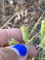 Mentzelia multiflora