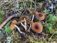 Cortinarius fulvescens
