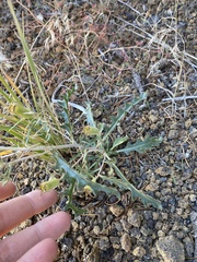 Mentzelia multiflora