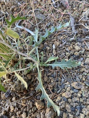 Mentzelia multiflora