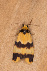 Stenoscaptia venusta