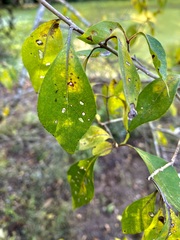 Forestiera acuminata