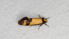 Olbonoma triptycha