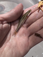 Chrosomus erythrogaster