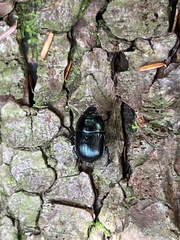 Geotrupes balyi